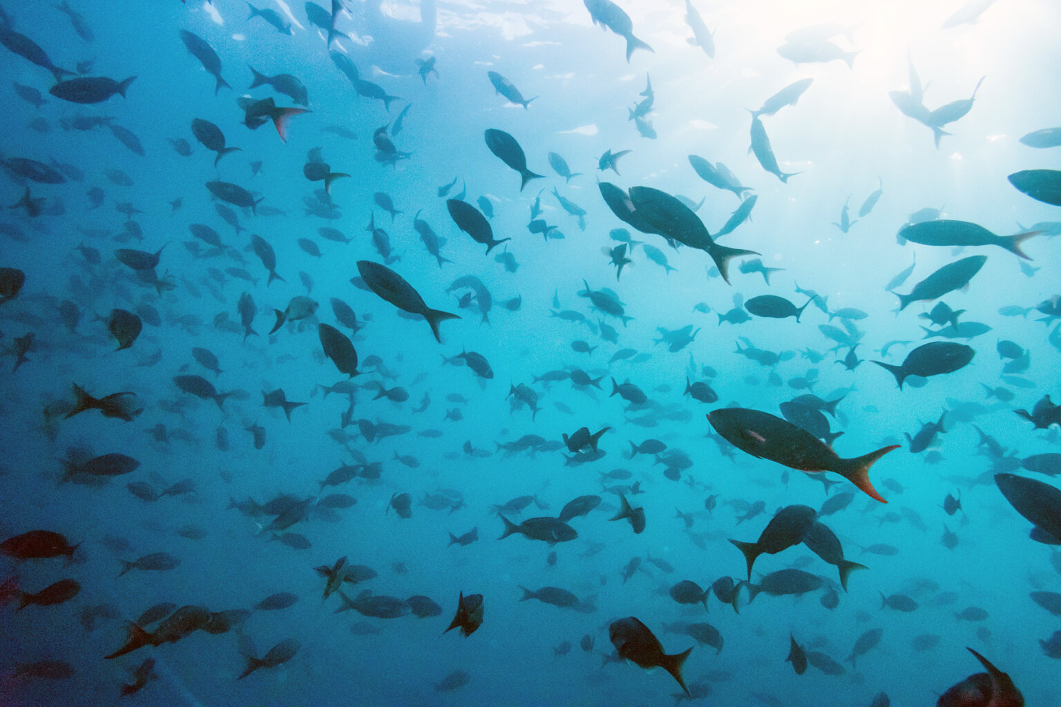 Underwater shot of a school of fish swimming in turquoise blue ocean water in the Galapagos.
