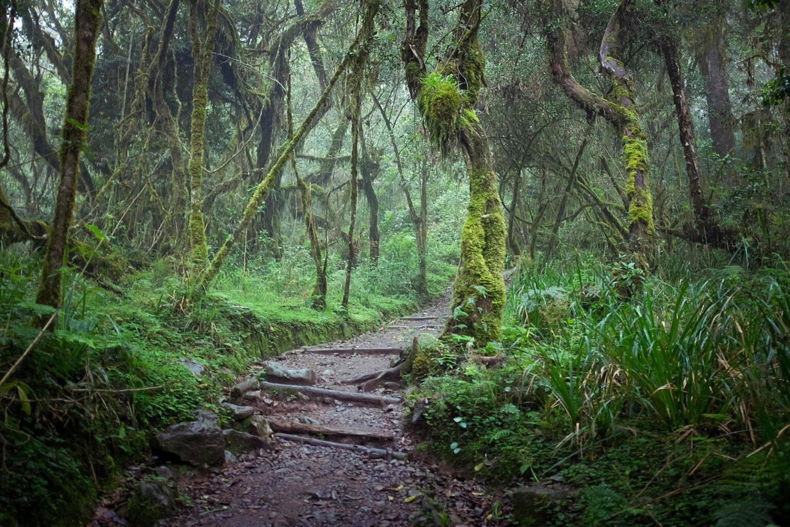 Drag and drop to replace the image, or click to upload a new oneUploaded A misty forest path winds through lush greenery, with moss-covered trees and tangled vines creating a serene, fairy-tale atmosphere.