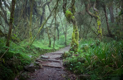 Drag and drop to replace the image, or click to upload a new oneUploaded A misty forest path winds through lush greenery, with moss-covered trees and tangled vines creating a serene, fairy-tale atmosphere.