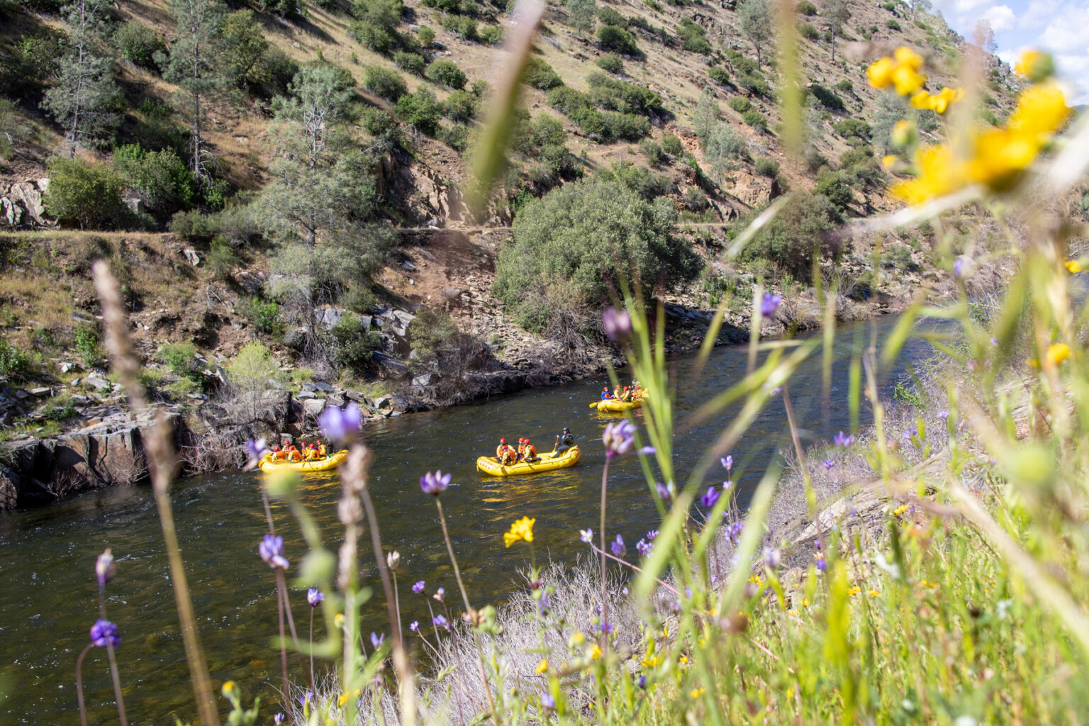 View from above of three yellow rafts floating down the Merced River, taken through wildflowers on the hillside.
