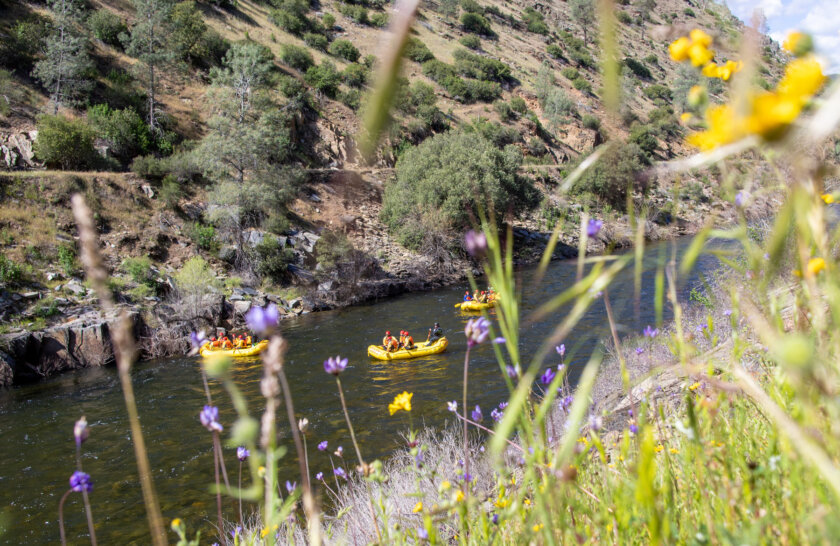 View from above of three yellow rafts floating down the Merced River, taken through wildflowers on the hillside.