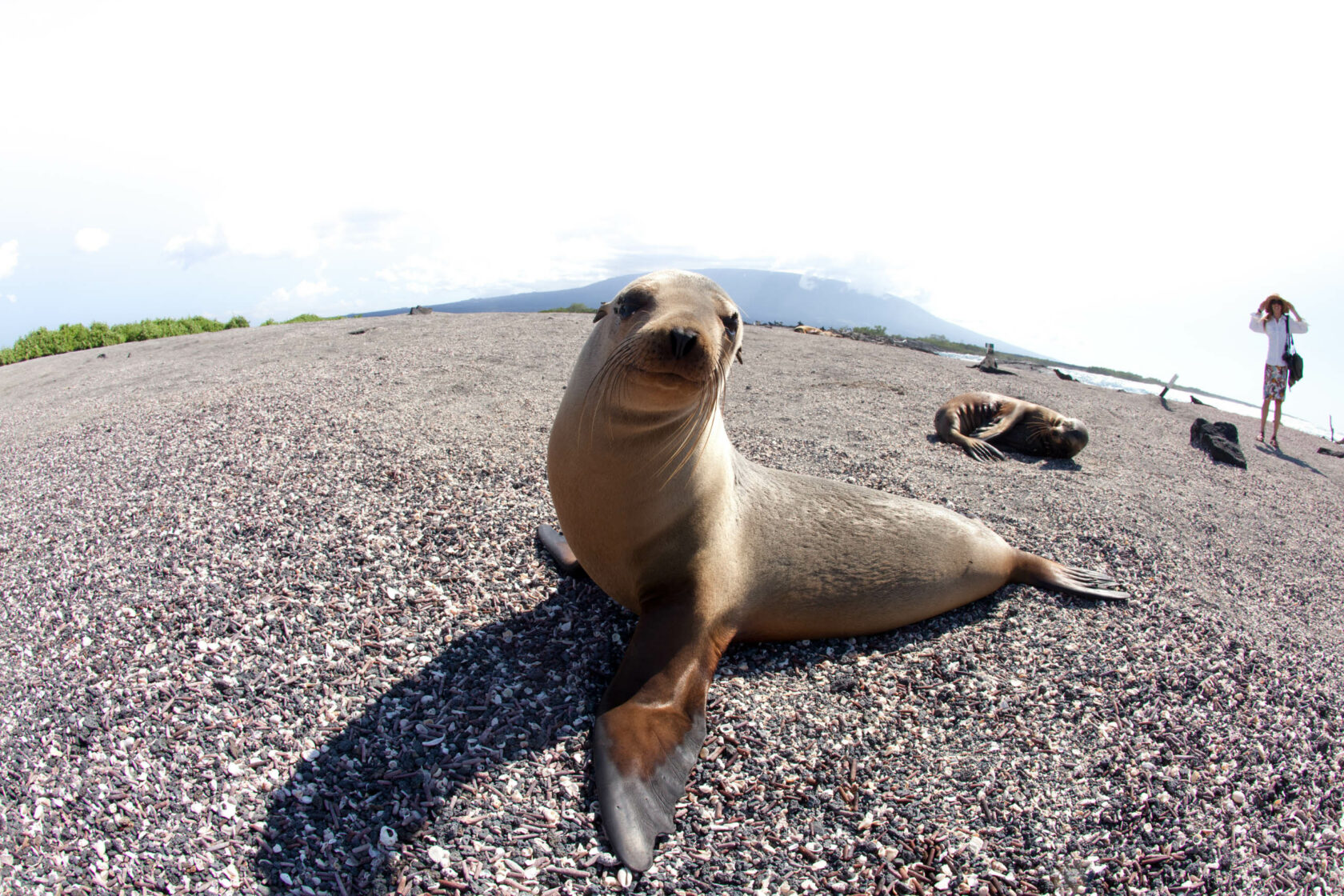 Sea Lion on the Nature Wildlife OARS trip.