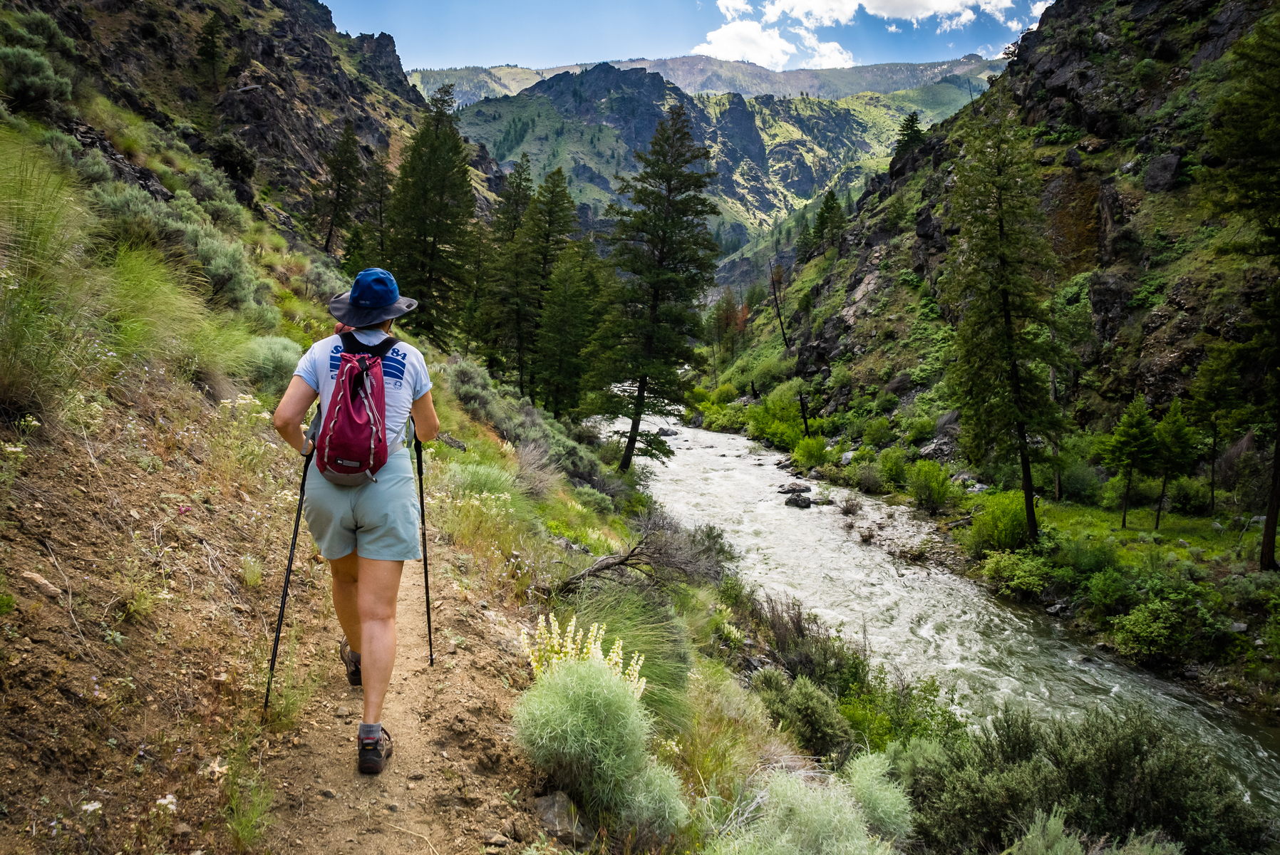 A hiker walks on a trail above the Middle Fork of the Salmon River surrounded by vibrant green vegetation on an OARS trip.
