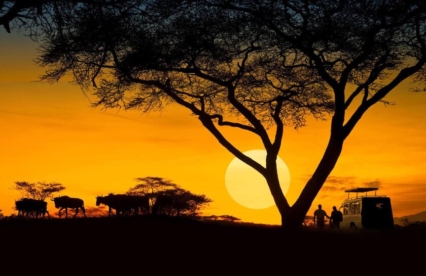Silhouetted cattle and a couple walking beside a safari vehicle under a vibrant sunset sky with a large sun and trees in Tanzania