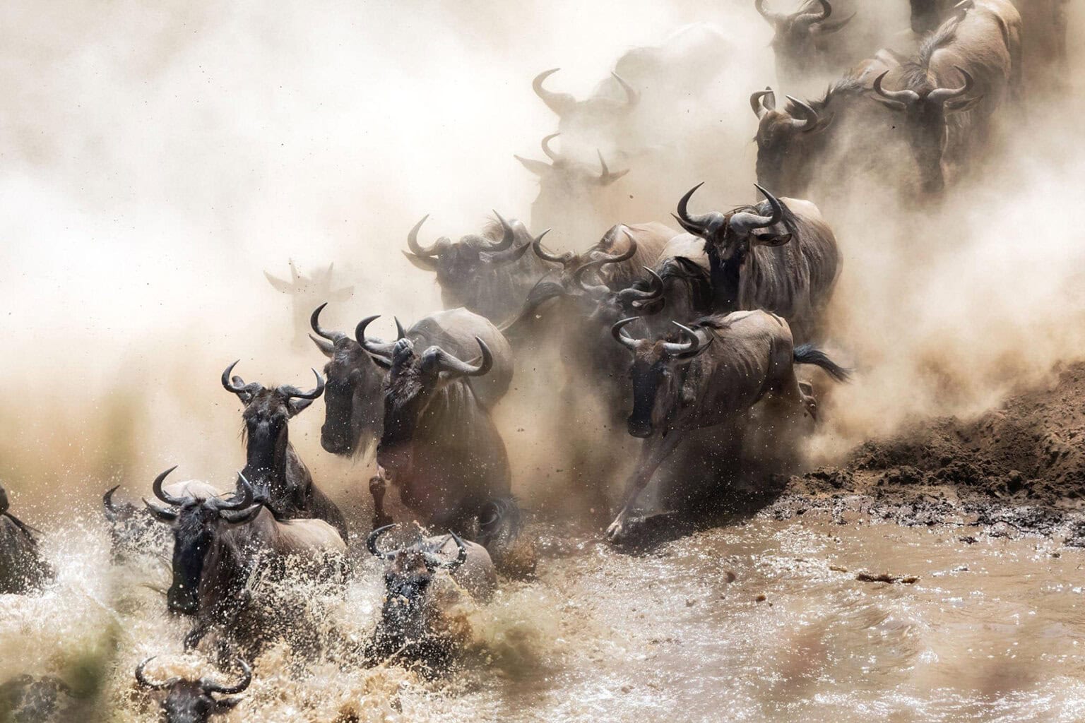 A herd of wildebeests splashes through a muddy river surrounded by swirling dust in a dramatic migration scene.