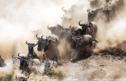 A herd of wildebeests splashes through a muddy river surrounded by swirling dust in a dramatic migration scene.