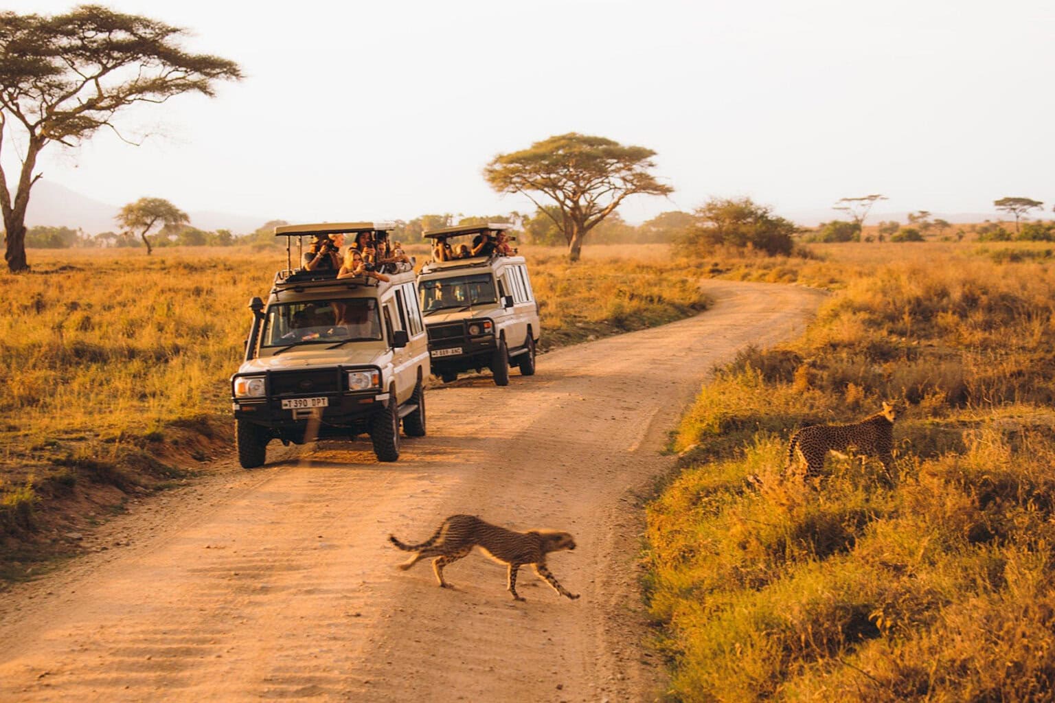 Two safari vehicles on a dirt road watch a cheetah crossing in the golden light of sunset, surrounded by grasslands and acacia trees in Tanzania.