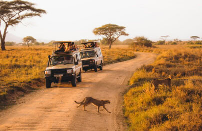 Two safari vehicles on a dirt road watch a cheetah crossing in the golden light of sunset, surrounded by grasslands and acacia trees in Tanzania.