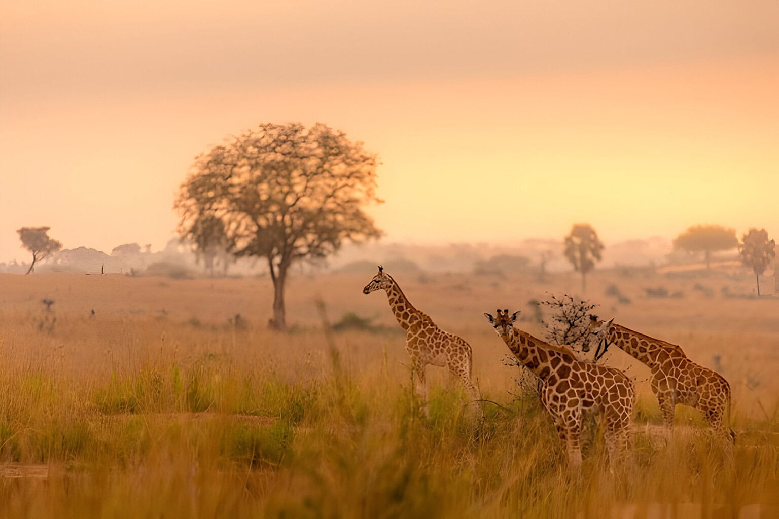 Three giraffes in the African bush at dusk