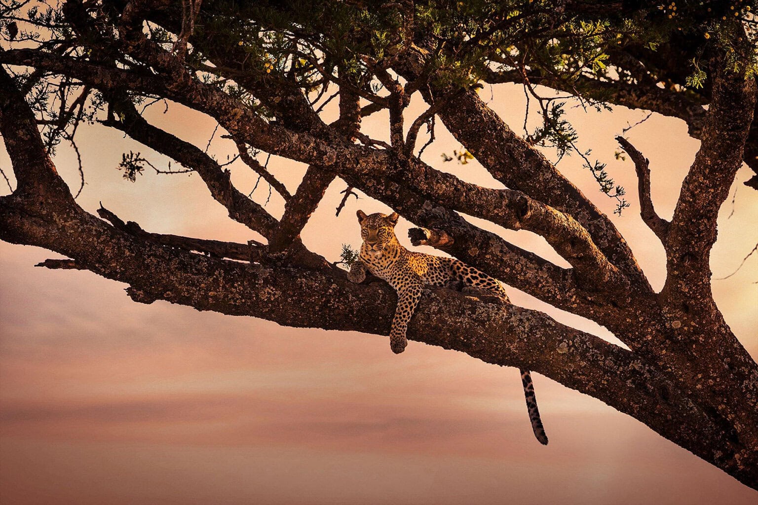 A leopard rests on a thick tree branch, surrounded by leaves, against a soft orange sunset sky.