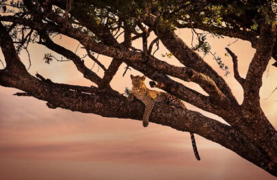 A leopard rests on a thick tree branch, surrounded by leaves, against a soft orange sunset sky.