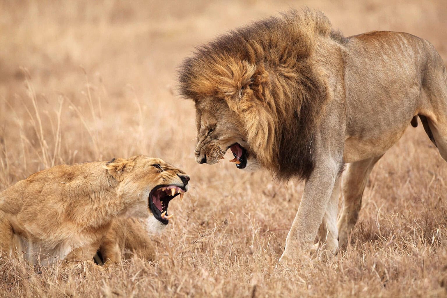A lioness crouches and snarls at a larger lion in a dry, grassy terrain, showcasing their fierce interaction.