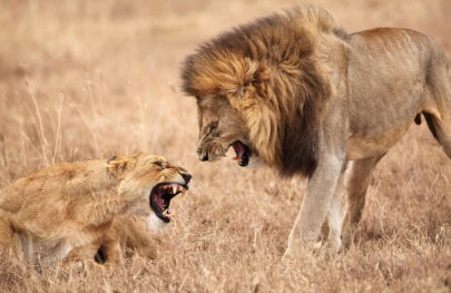 A lioness crouches and snarls at a larger lion in a dry, grassy terrain, showcasing their fierce interaction.