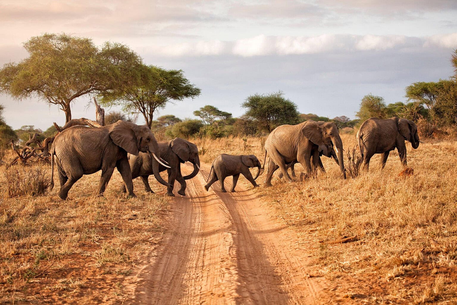 A herd of elephants, including a baby, walking across a dirt path in a savanna landscape under a cloudy sky.