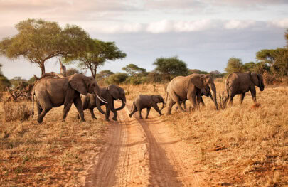 A herd of elephants, including a baby, walking across a dirt path in a savanna landscape under a cloudy sky.