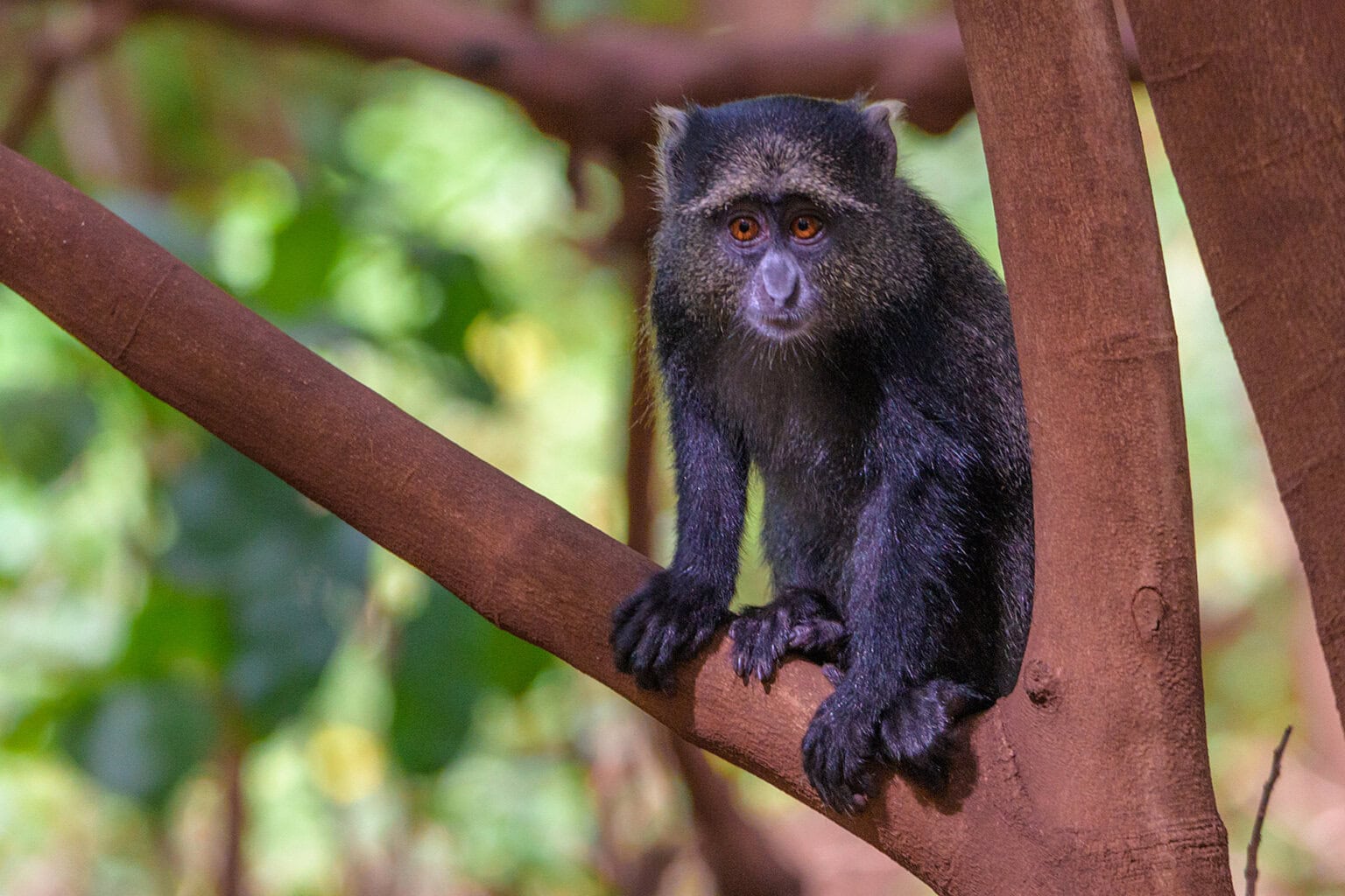 A small black monkey perches on a brown tree branch, surrounded by lush green foliage in a natural setting.