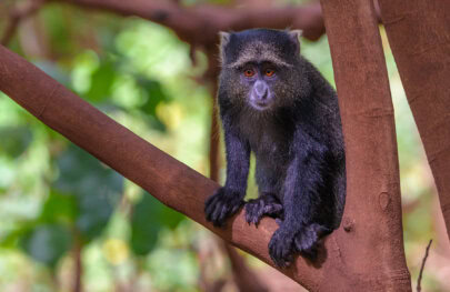 A small black monkey perches on a brown tree branch, surrounded by lush green foliage in a natural setting.