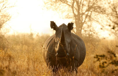 A majestic rhinoceros stands in golden grass, illuminated by soft morning light, surrounded by a misty landscape and trees.